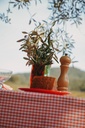 Nappe Fabry Tomato