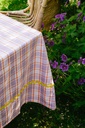 Nappe Klee Orchid 